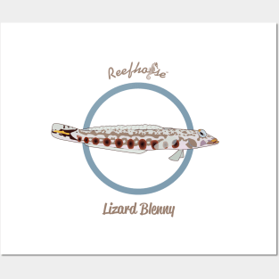 Lizard Blenny Posters and Art